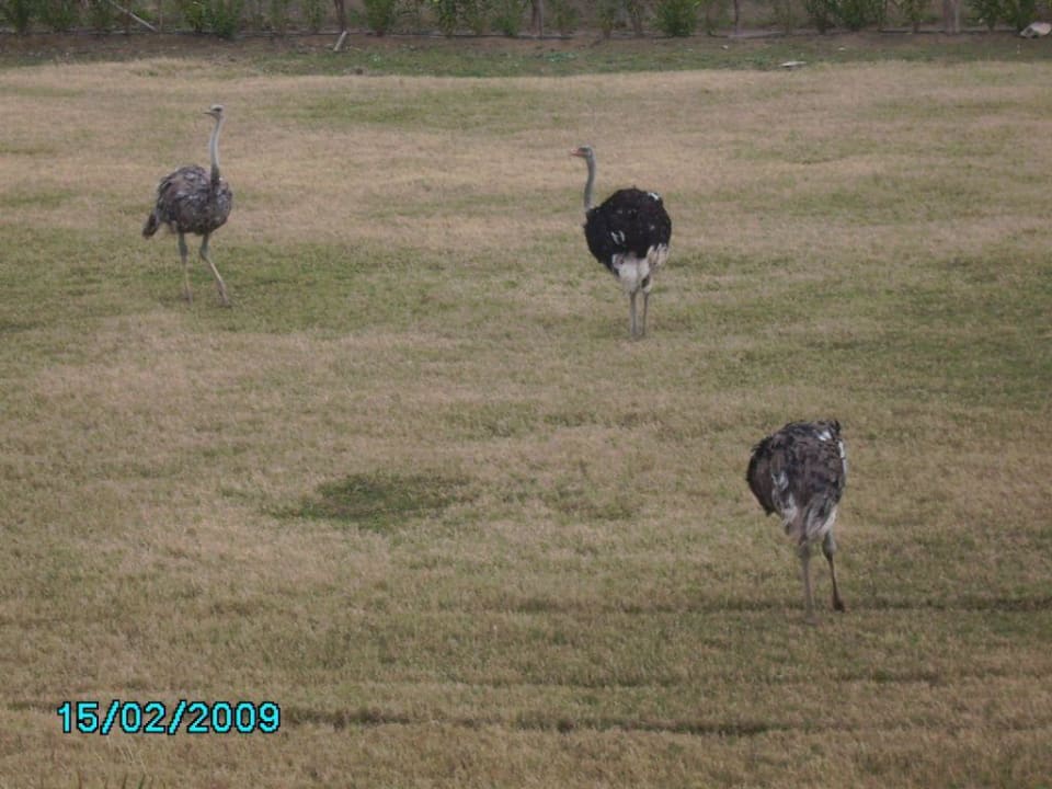 Australische Gäste m Belek Beach Resort Belek Beach Resort Hotel