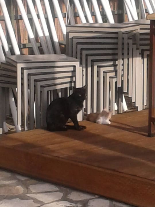Katze wohnt am Pool mit drei kleinen Kitten. Traur Acharavi Beach Hotel
