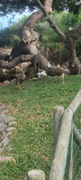 Gartenanlage Zafiro Bahia