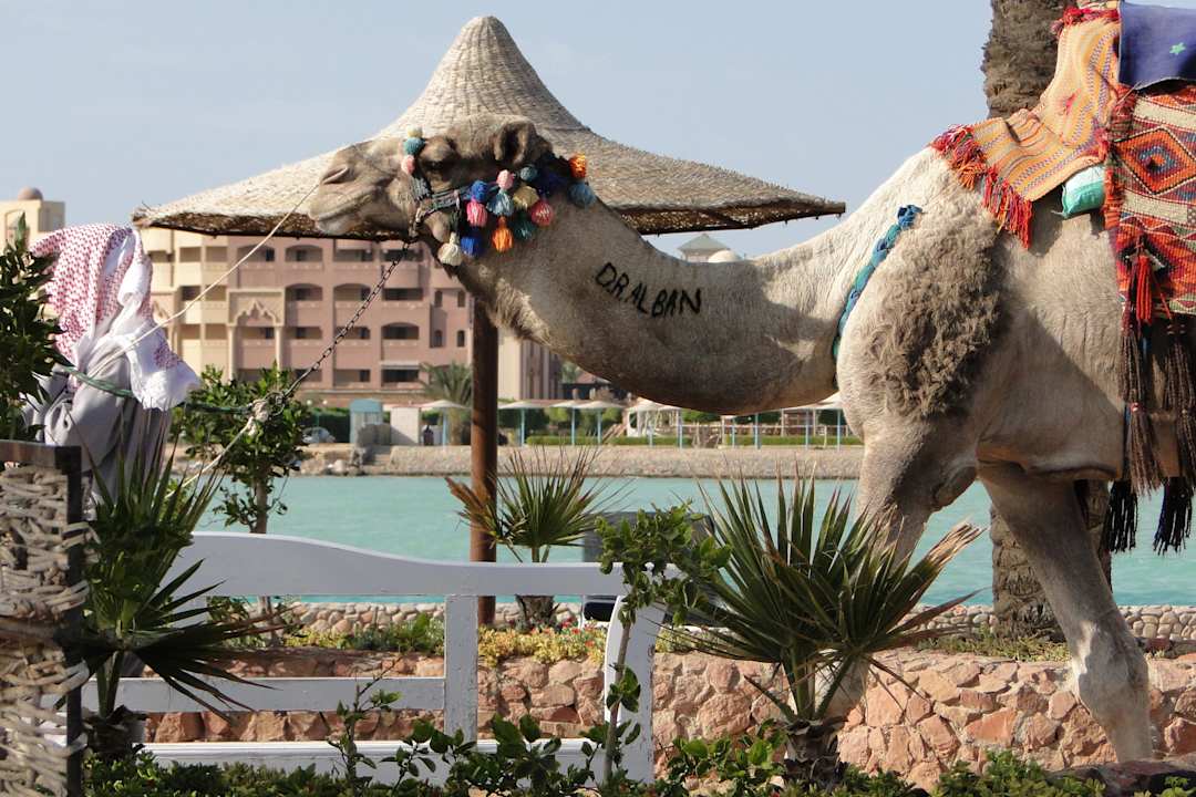 Dr. Alban?  Arabia Azur Resort