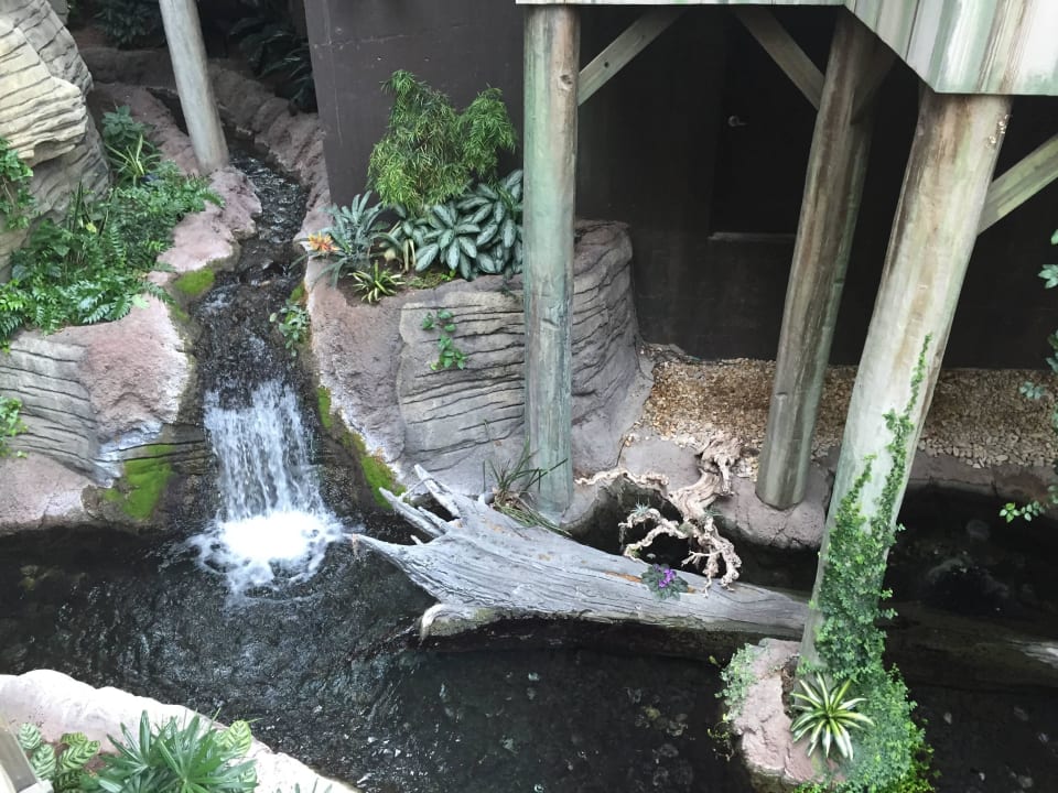 Pic Hotel Gaylord Palms Resort and Spa