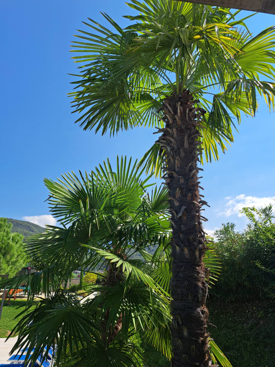 Gartenanlage Hotel Thalhof am See