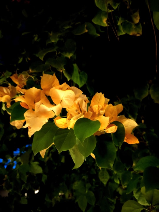 Gartenanlage Marvida Family Eco