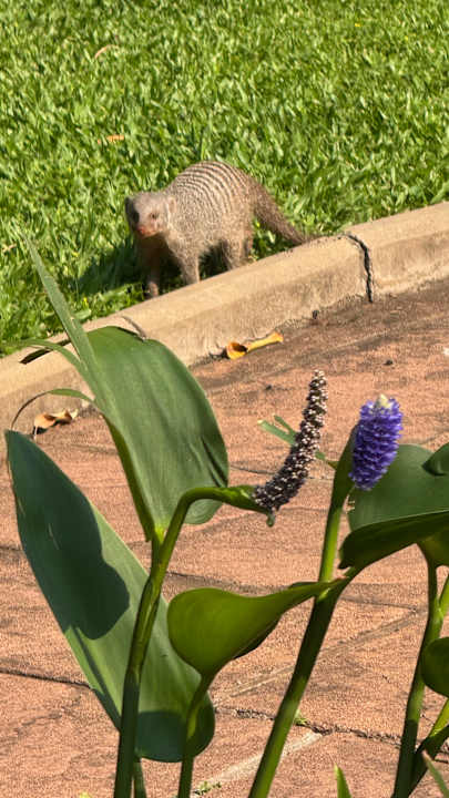 Gartenanlage The Victoria Falls Hotel