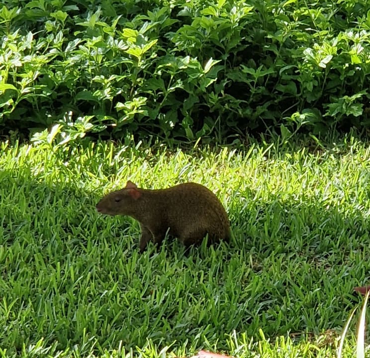 Gartenanlage Bahia Principe Grand Tulum