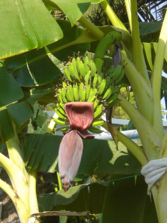 Bananenbaum beim Rutschenpool Paloma Oceana