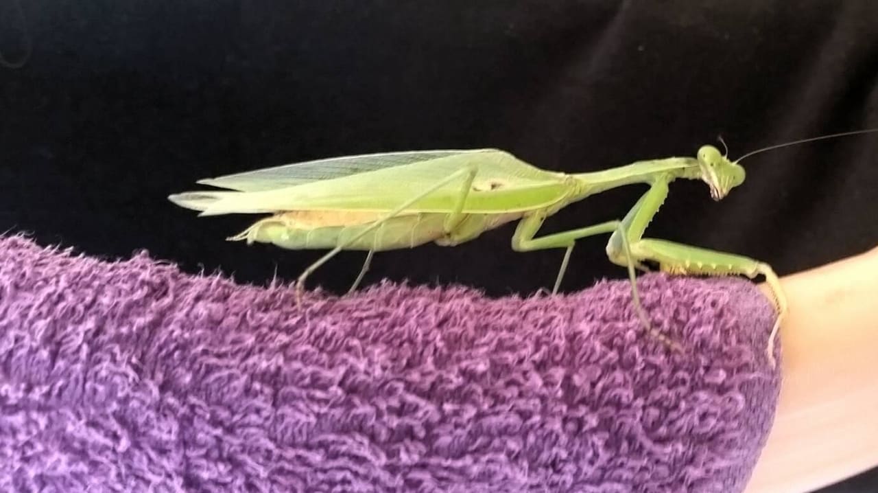 Kaffeebesuch Hotel Riu Touareg