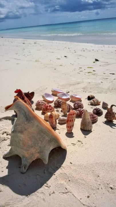 Kleine Schätze des Meeres Royal Zanzibar Beach Resort