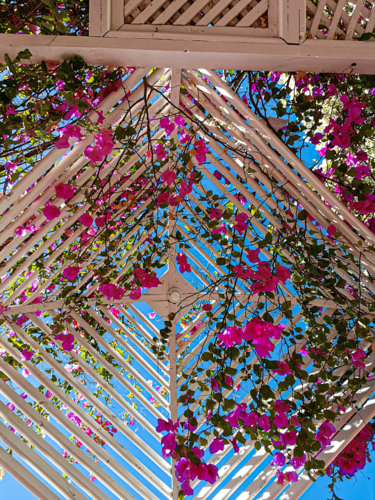 Gartenanlage Desert Rose