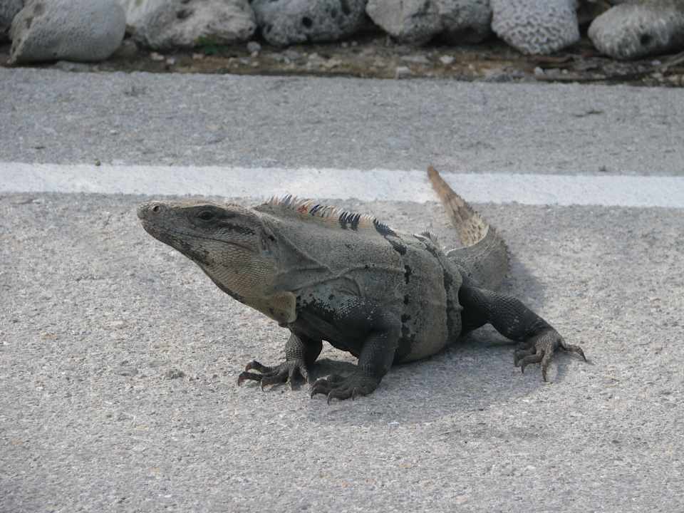 Leguan in der Anlage Grand Sirenis Riviera Maya Resort & Spa