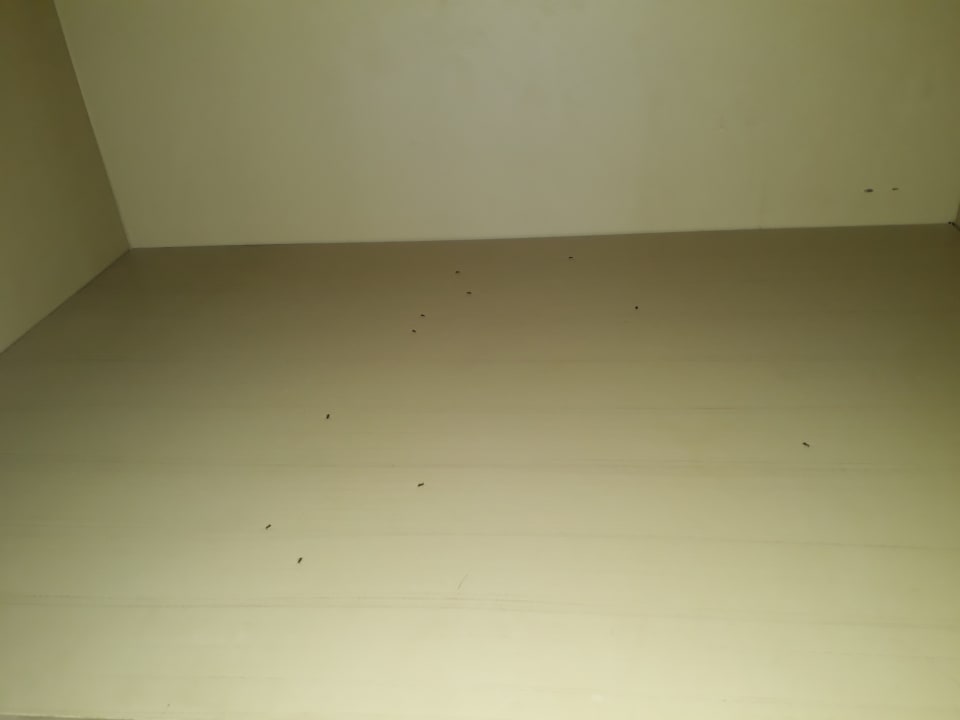 Zimmer blau punta reina