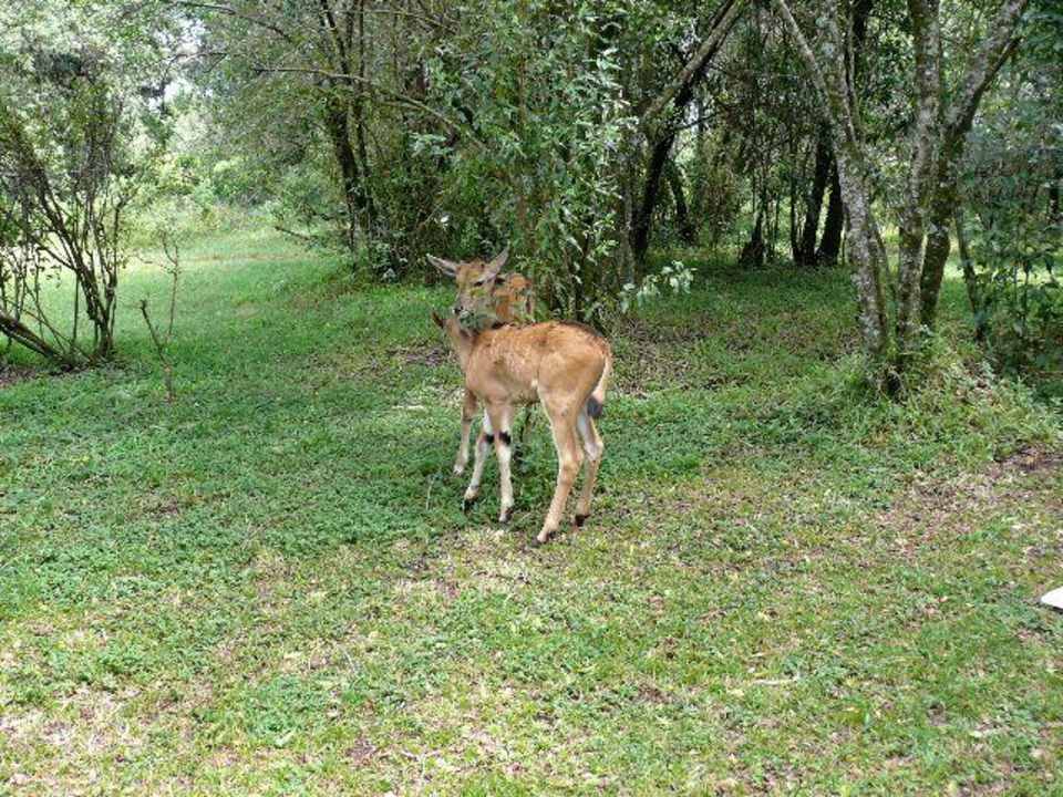 Noch mehr "Haus"tier Royal Mara Safari Lodge