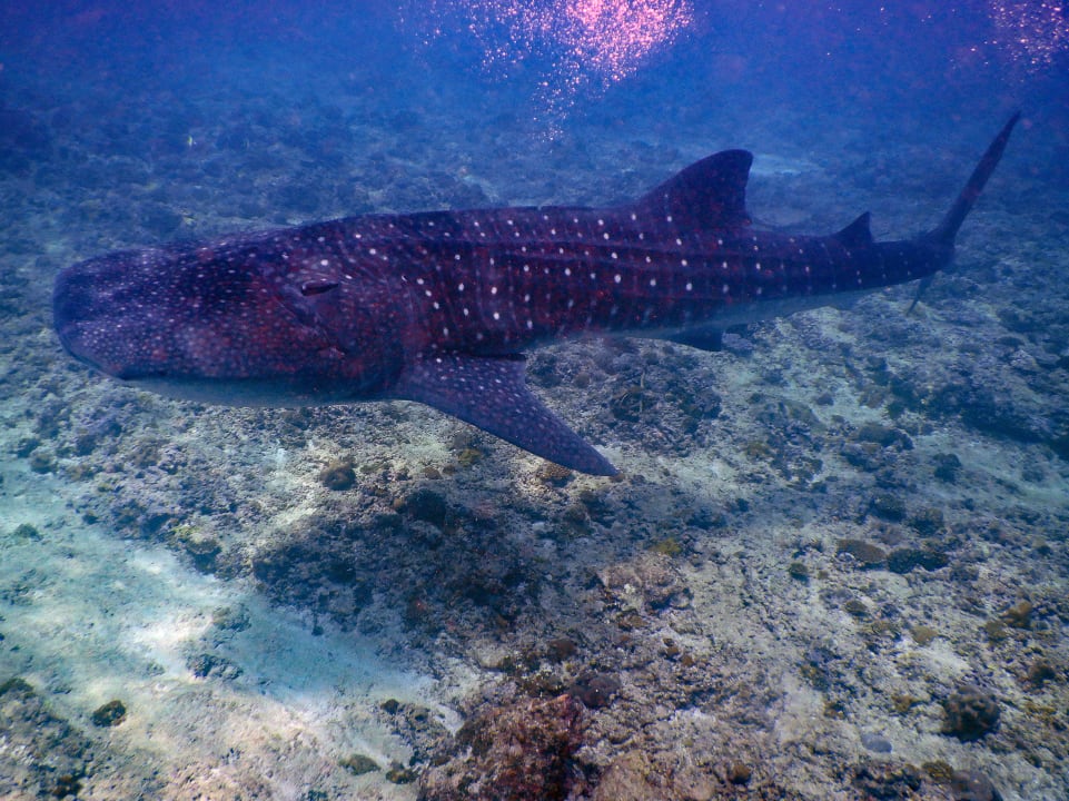 Sport & Freizeit Vilamendhoo Island Resort & Spa