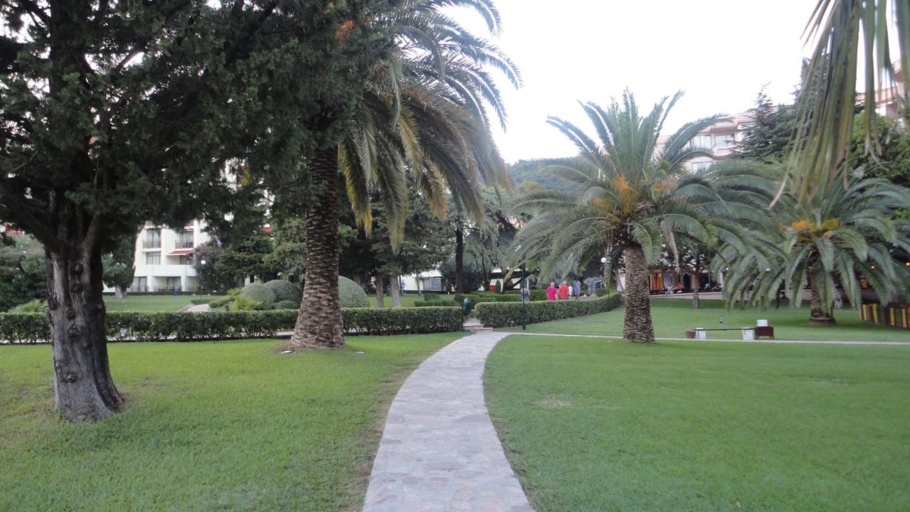 Palmen Iberostar Waves Bellevue