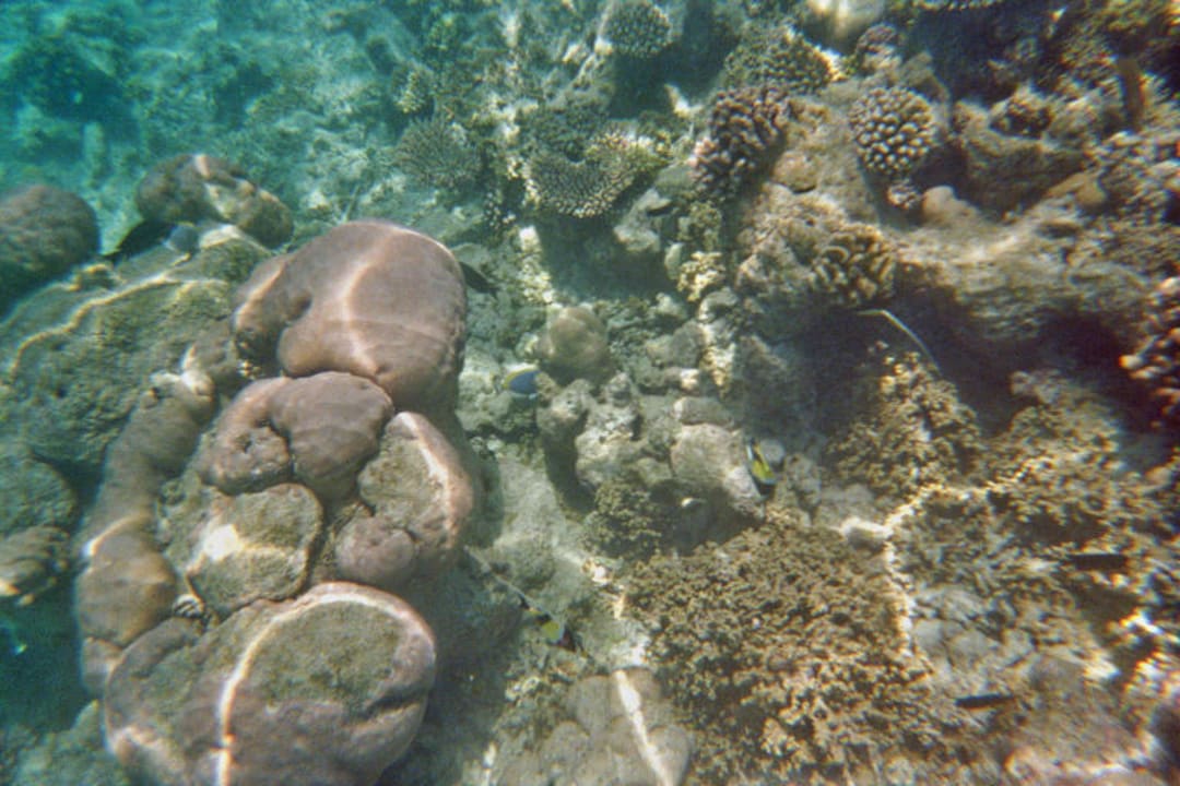 Beim Schnorcheln Kuramathi Maldives