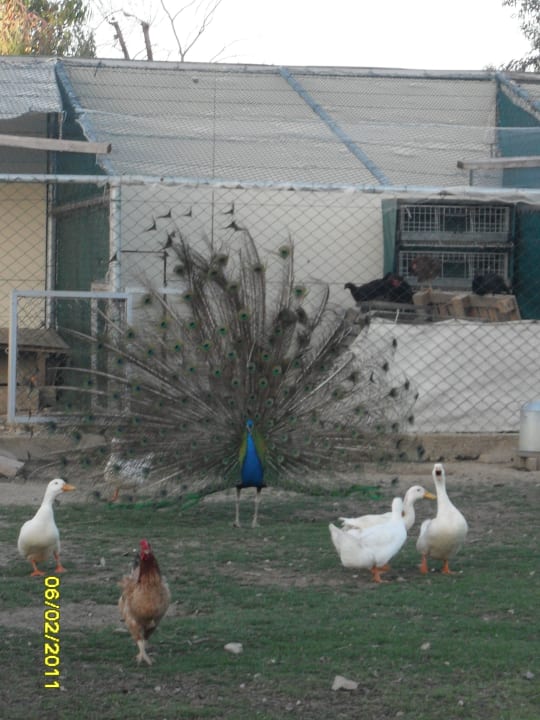 Belek Beach Resort Belek Beach Resort Hotel