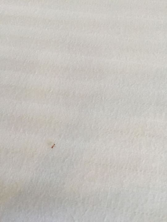 Rote Ameisen im Bett! Megasaray Club Belek