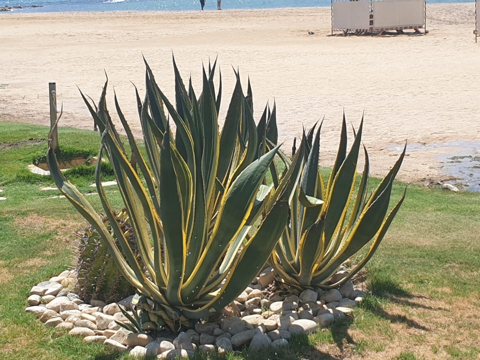 Gartenanlage Shams Prestige Abu Soma-Adults Only