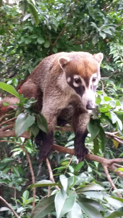 Nasenbär im Baum Catalonia Royal Tulum Beach & Spa Resort - Adults only