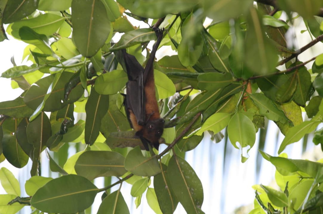 Летающая собачка Kuramathi Maldives