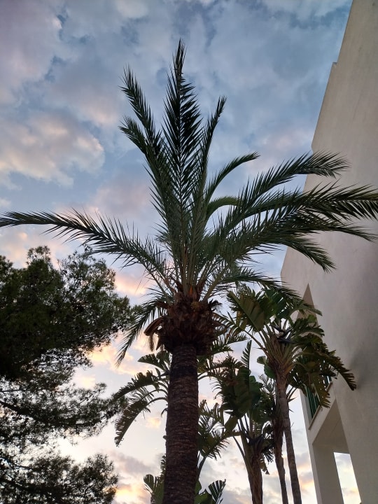 Gartenanlage VIVA Cala Mesquida Resort & Spa