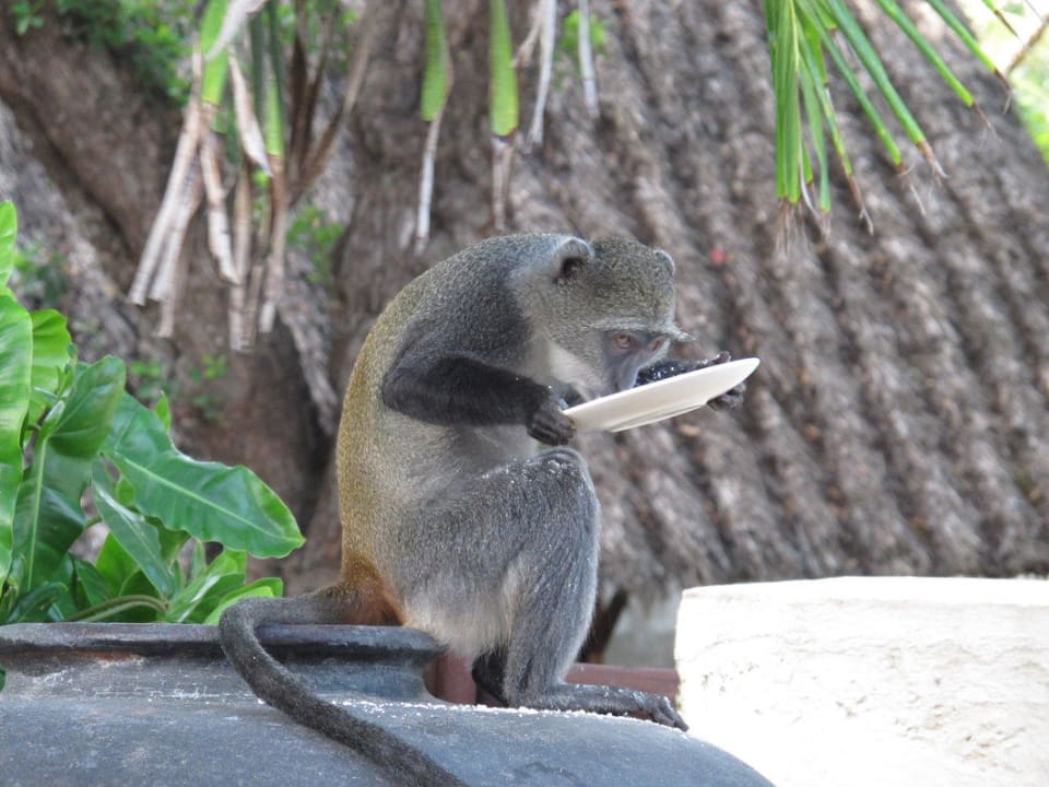 ...und weg ist der Kuchen Baobab Beach Resort & Spa