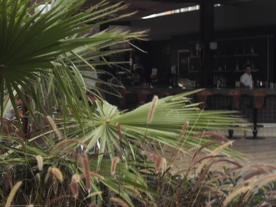 Palmen Hotel Royal Garden Beach