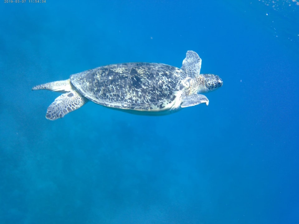 Strand Malikia Resort Abu Dabbab