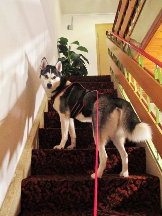 Unsere Hündin auf dem Weg zu unserem Zimmer Hotel Garni Blackcoms Erika