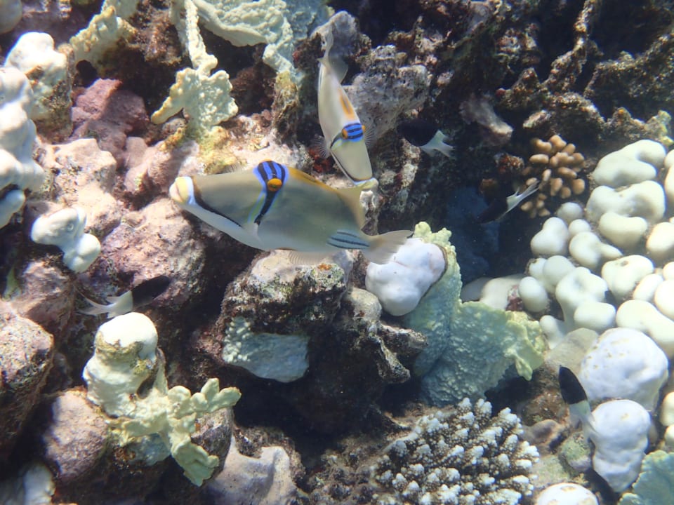 Strand Three Corners Equinox Beach Resort