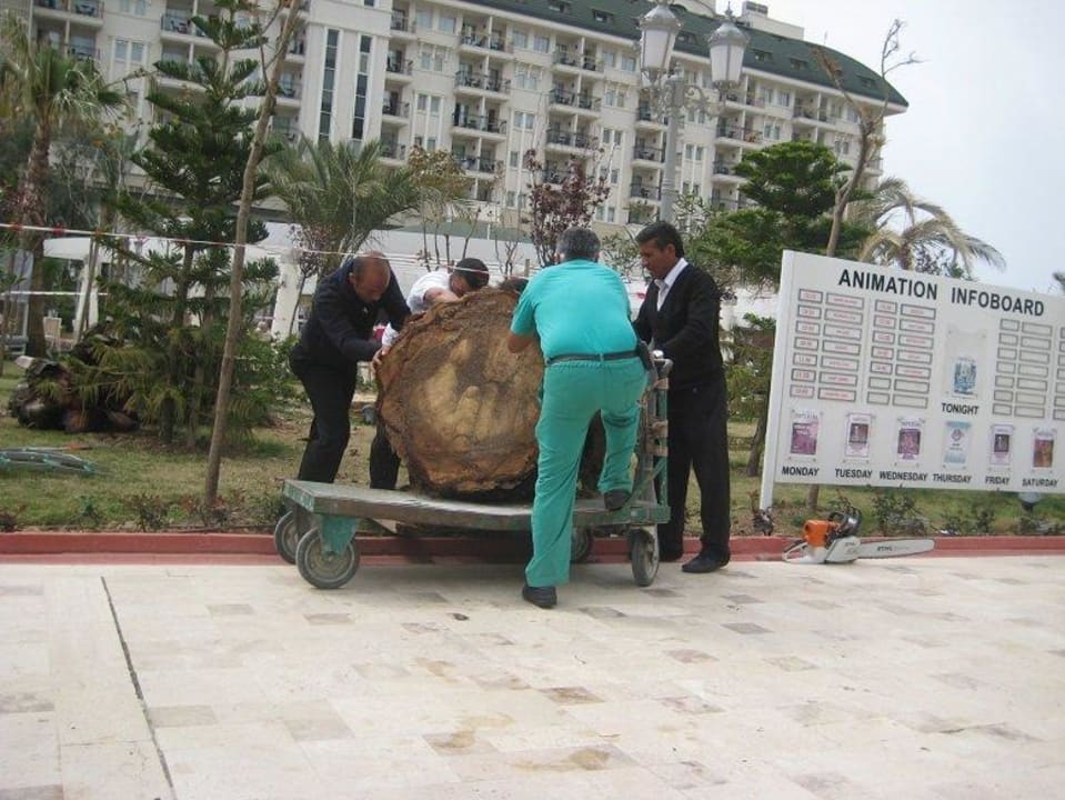 Baumfäller mittags 13.00 Uhr Hotel Delphin Imperial