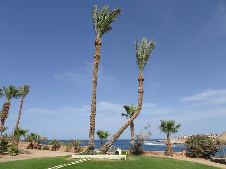 Gartenanlage Steigenberger Coraya Beach - Adults only