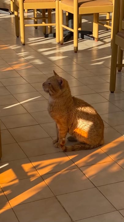 Sonstiges Irene Palace Beach Resort Club alltoura