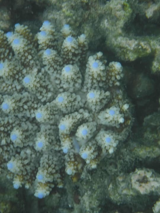 Sport & Freizeit Adaaran Select Hudhuran Fushi - Premium All Inclusive