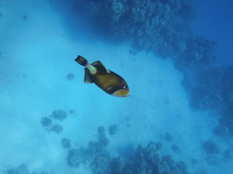 Strand Steigenberger Coraya Beach - Adults only