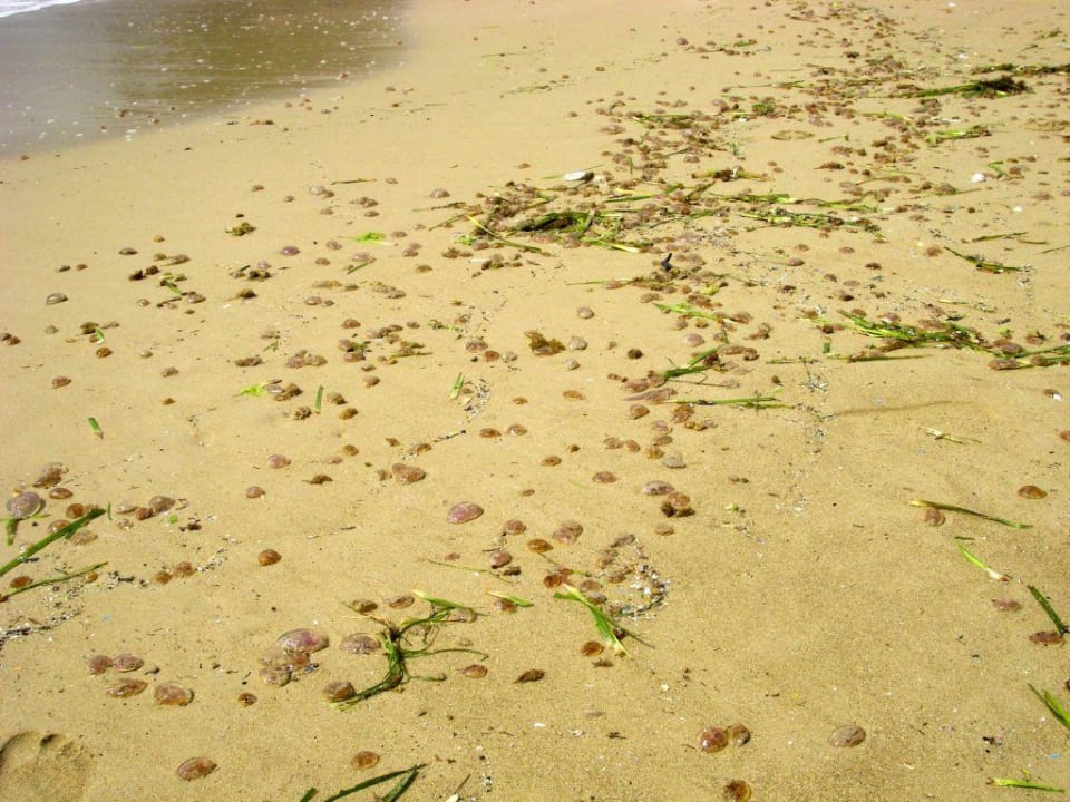 Quallen am Strand Grupotel Imperio Playa
