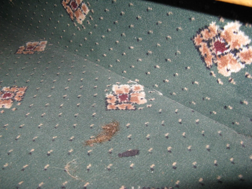 Vergessen zu Saugen ? Hotel Gondel