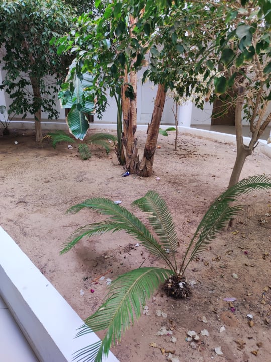 Gartenanlage Club Palm Azur