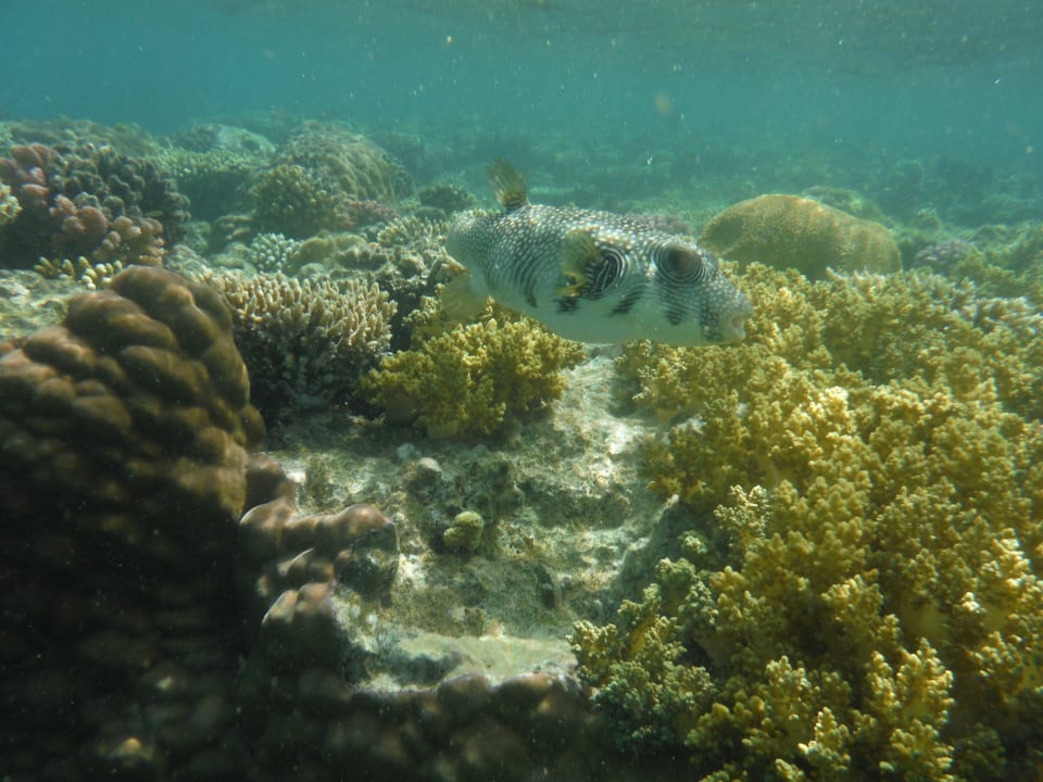 Hausriff Cleopatra Luxury Resort Makadi Bay