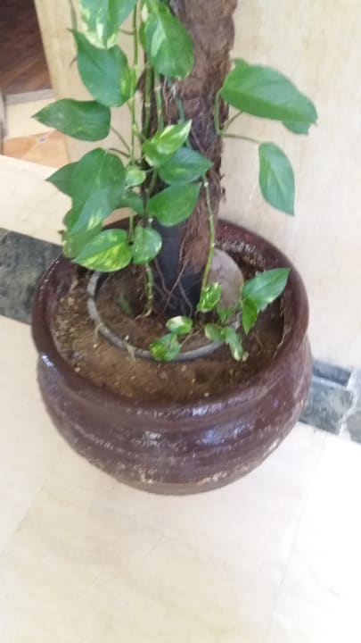 Lobby Giftun Azur Resort