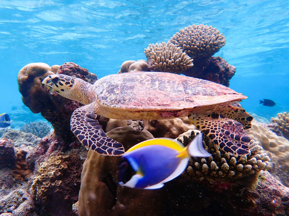 Sport & Freizeit Filitheyo Island Resort