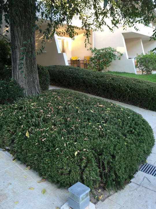 Hecke Rosmarin Iberostar Waves Pinos Park