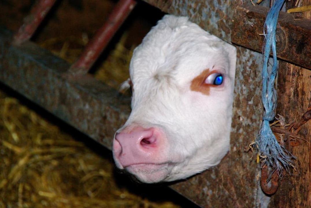 Das einzige Kalb Ferienheim Foischinghof