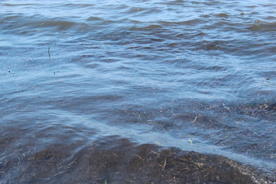 Algen im wasser Sentido Bellevue Park