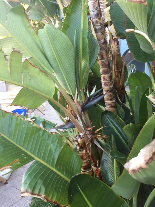 Gartenanlage Adrián Hoteles Colón Guanahaní - Adults only