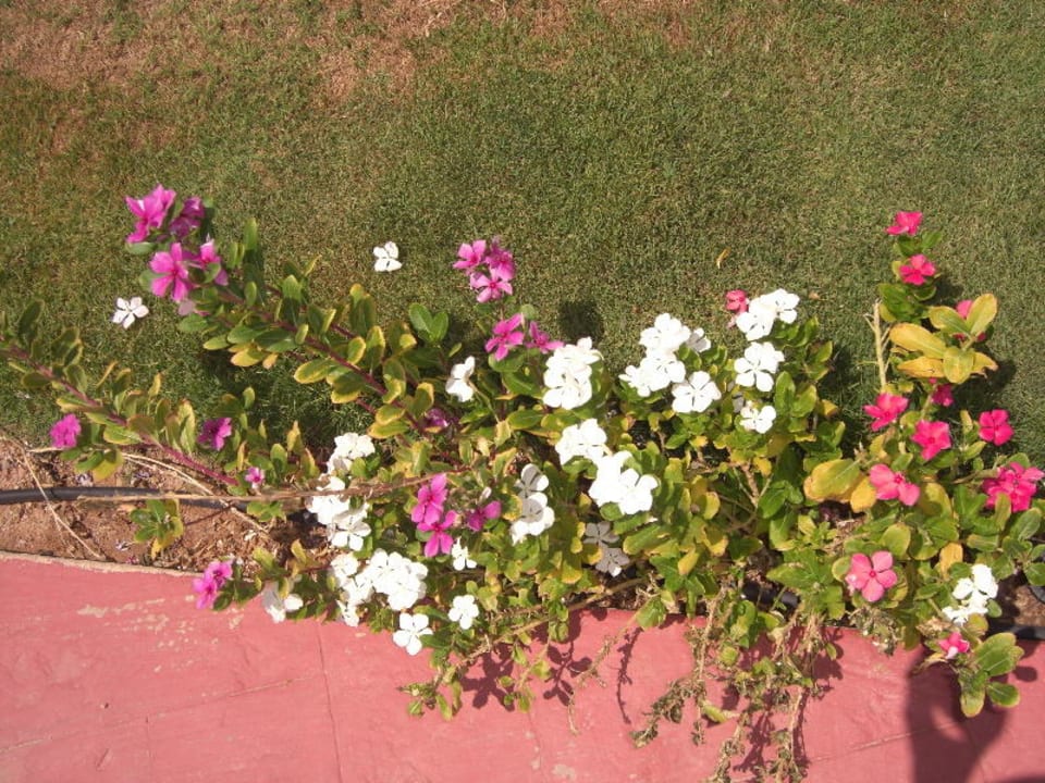 Grün Cleopatra Luxury Resort Makadi Bay