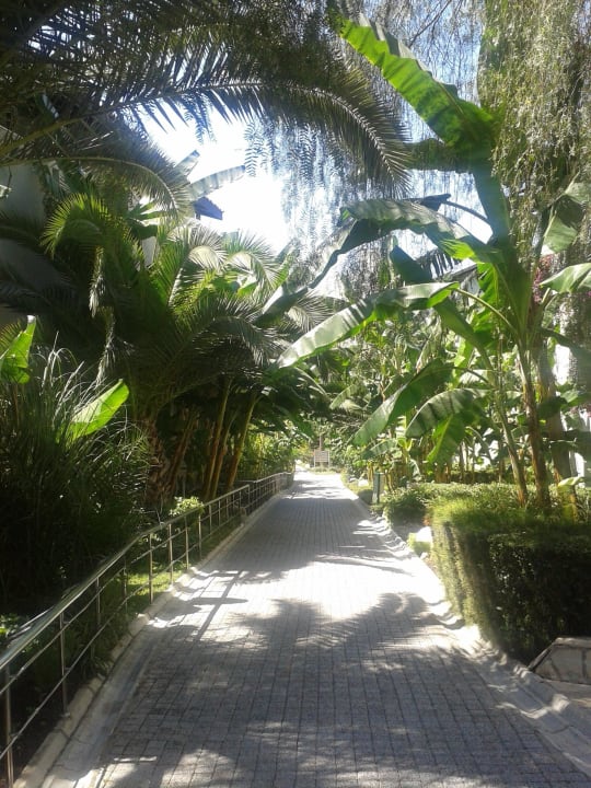 Weg mit Palmen Sealife Buket Resort & Beach