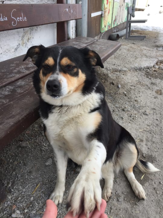 Hofhund Nelli Comfort-Farm Zittrauerhof