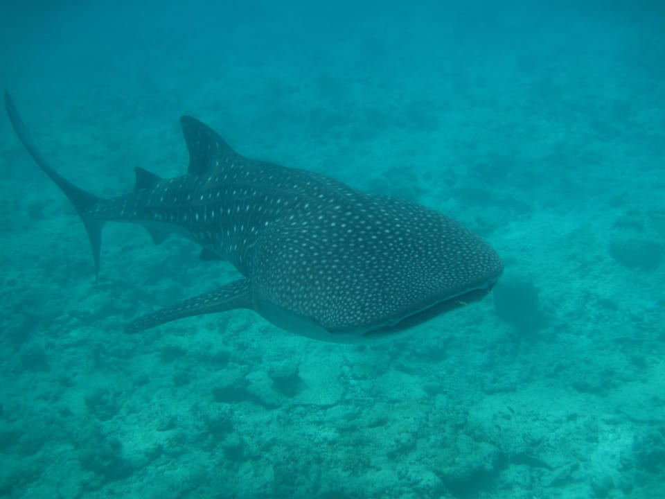 Walhai Vilamendhoo Island Resort & Spa