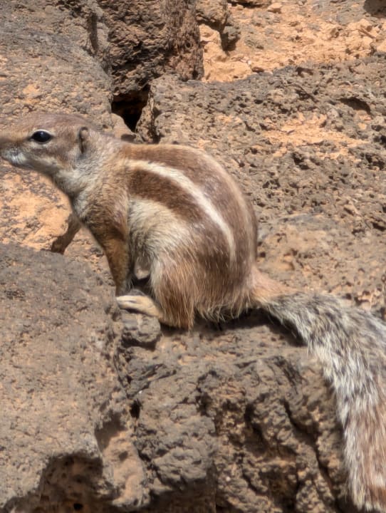 Sonstiges Aldiana Club Fuerteventura